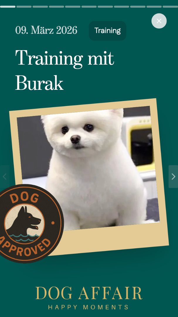 Dog-Affair-All-in-one-Service-für-Hunde-03-12-2026_10_59_PM